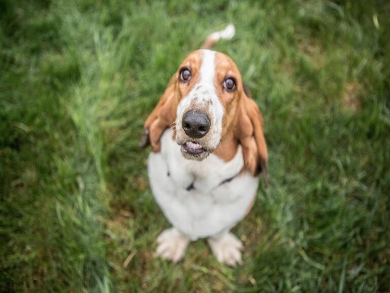 Giving Loving Homes to Gentle Hounds
