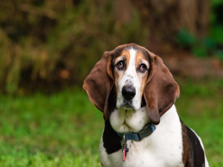 Basset Rescue Florida: Saving Hounds, One Tail at a Time