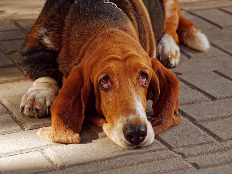 Basset Rescue Florida: A Second Chance for Beloved Hounds